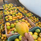 Closeup of a perfectly ripe alphonso mango being held in front of many bushels of freshly picked organic alphonso mangoes