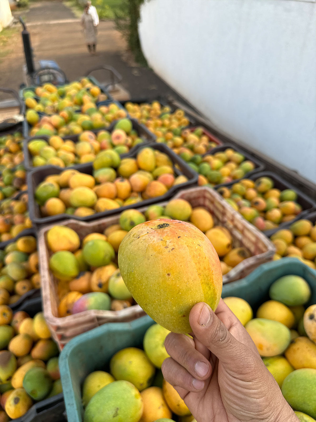 Closeup of a perfectly ripe alphonso mango being held in front of many bushels of freshly picked organic alphonso mangoes