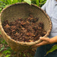 A basket of freshly harvested black cardamom