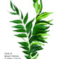Illustration of what fresh curry leaves look like.
