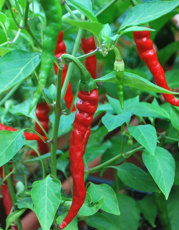 planting cayenne pepper seeds Organic Cayenne Pepper Seeds (Long Red Narrow)