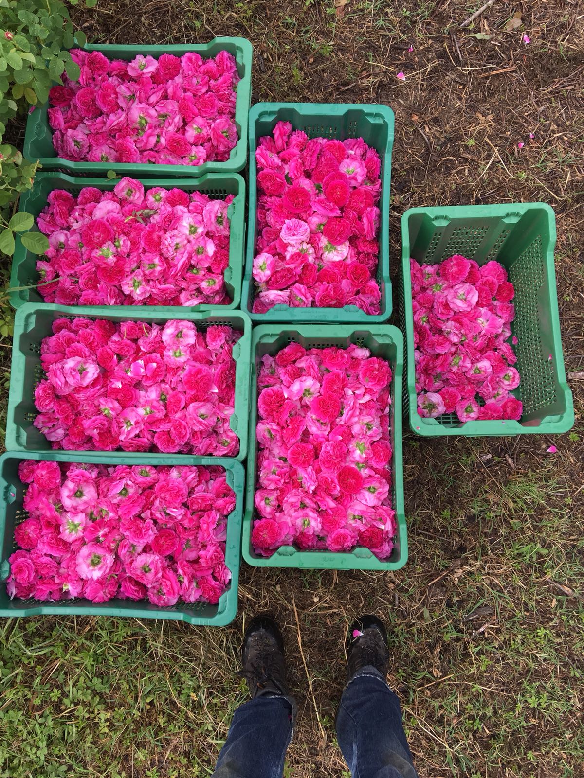 Bushels of freshly plucked Duke of Cambridge roses, which are used to make our organic gulkand.