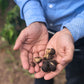 Sandeep holding some freshly harvested inca inchi seeds in his palms