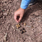 Sandeep pointing to organic inca peanut seeds in the soil