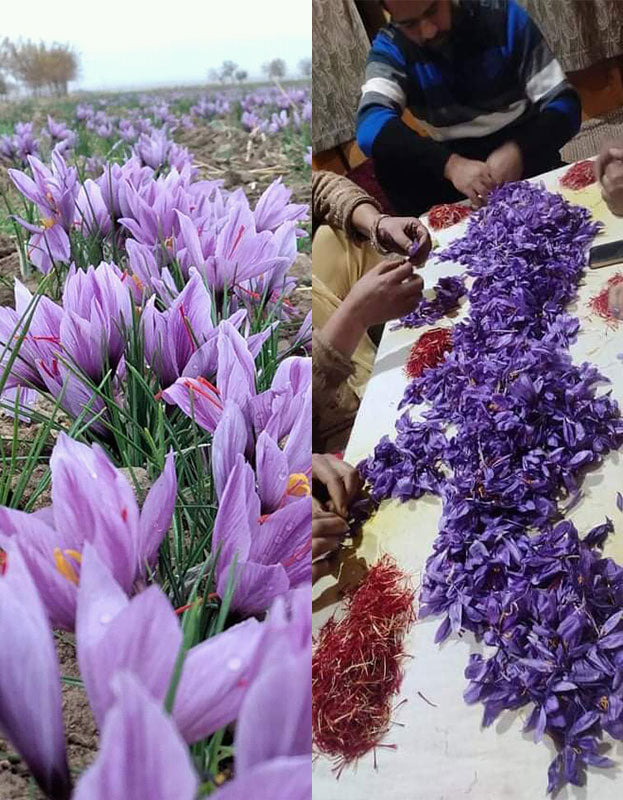On the left is organic saffron growing in the fields. On the right, the hand-picked Indian saffron in process.