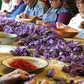 Freshly harvested la mancha Spanish saffron crocuses getting their threads removed by hand at a long table filled with workers and volunteers