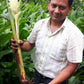 Sandeep with a freshly harvested organic turmeric root in India.