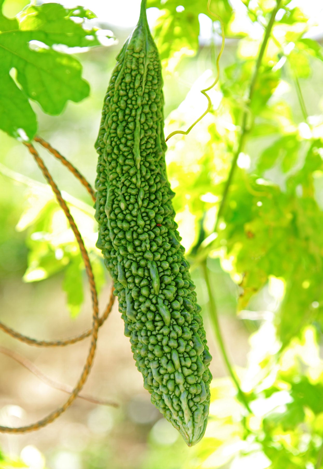 Bitter Gourd (Bitter Melon/Karela) Heirloom Seeds for Planting