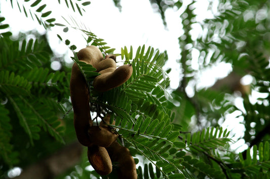 ayurvedic uses of tamarind