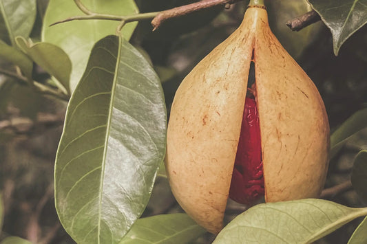 Ayurvedic Usage of Nutmeg (Jaiphal)