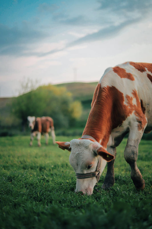 Organic, Grass-fed, Pasture-Raised Cows