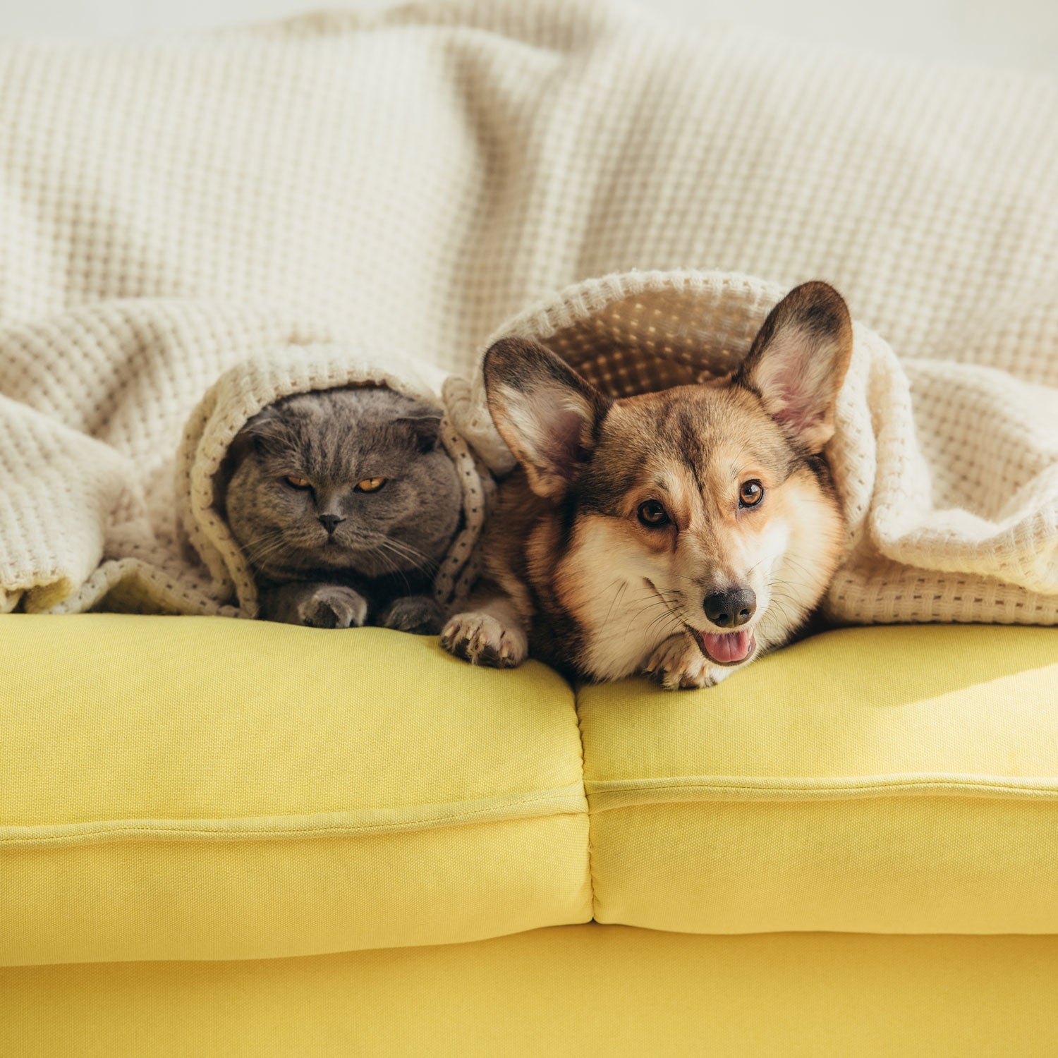 Pets