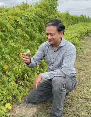 Bitter Gourd (Bitter Melon/Karela) Heirloom Seeds for Planting