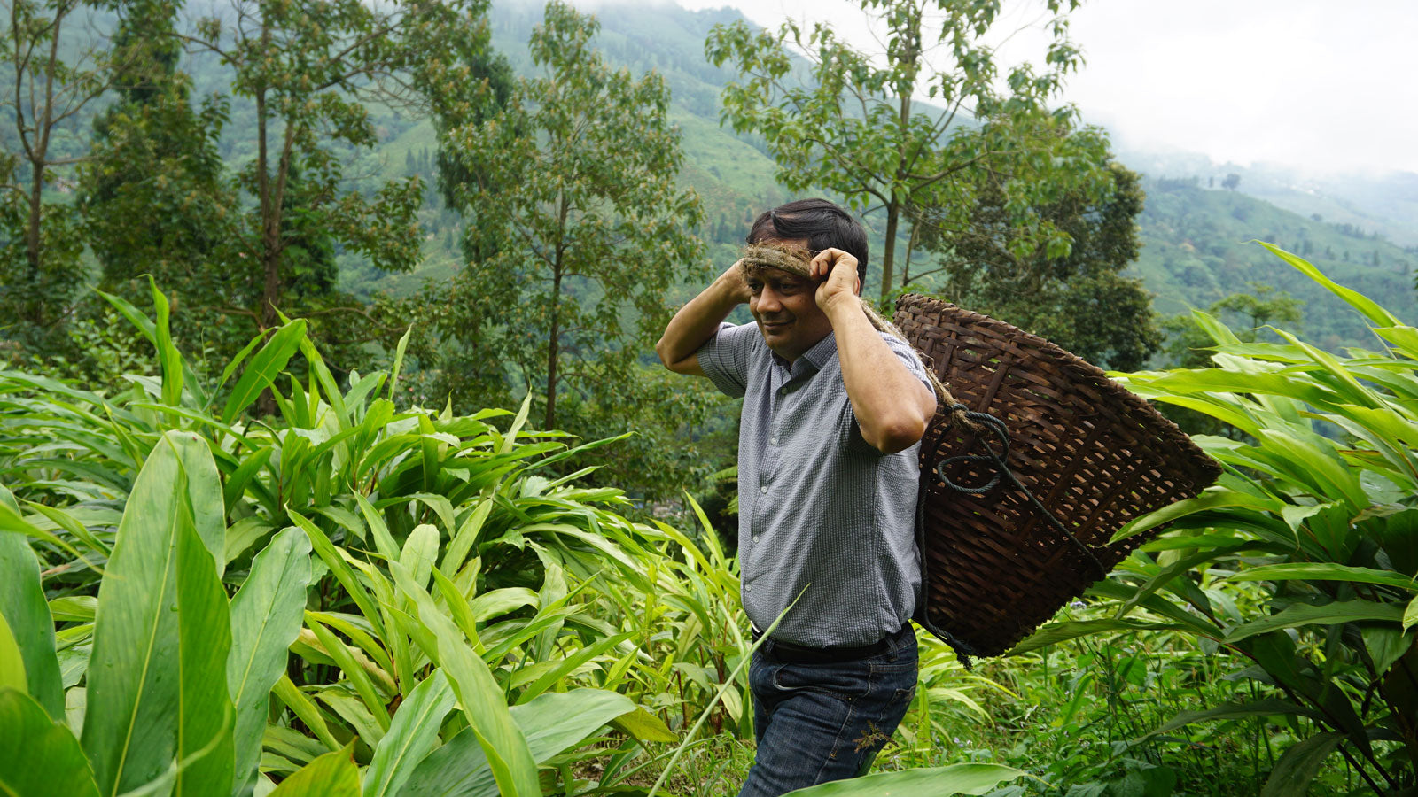 Sandeep harvesting organic black cardamom in India