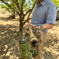 Sandeep showing off his freshly picked alphonso mangoes