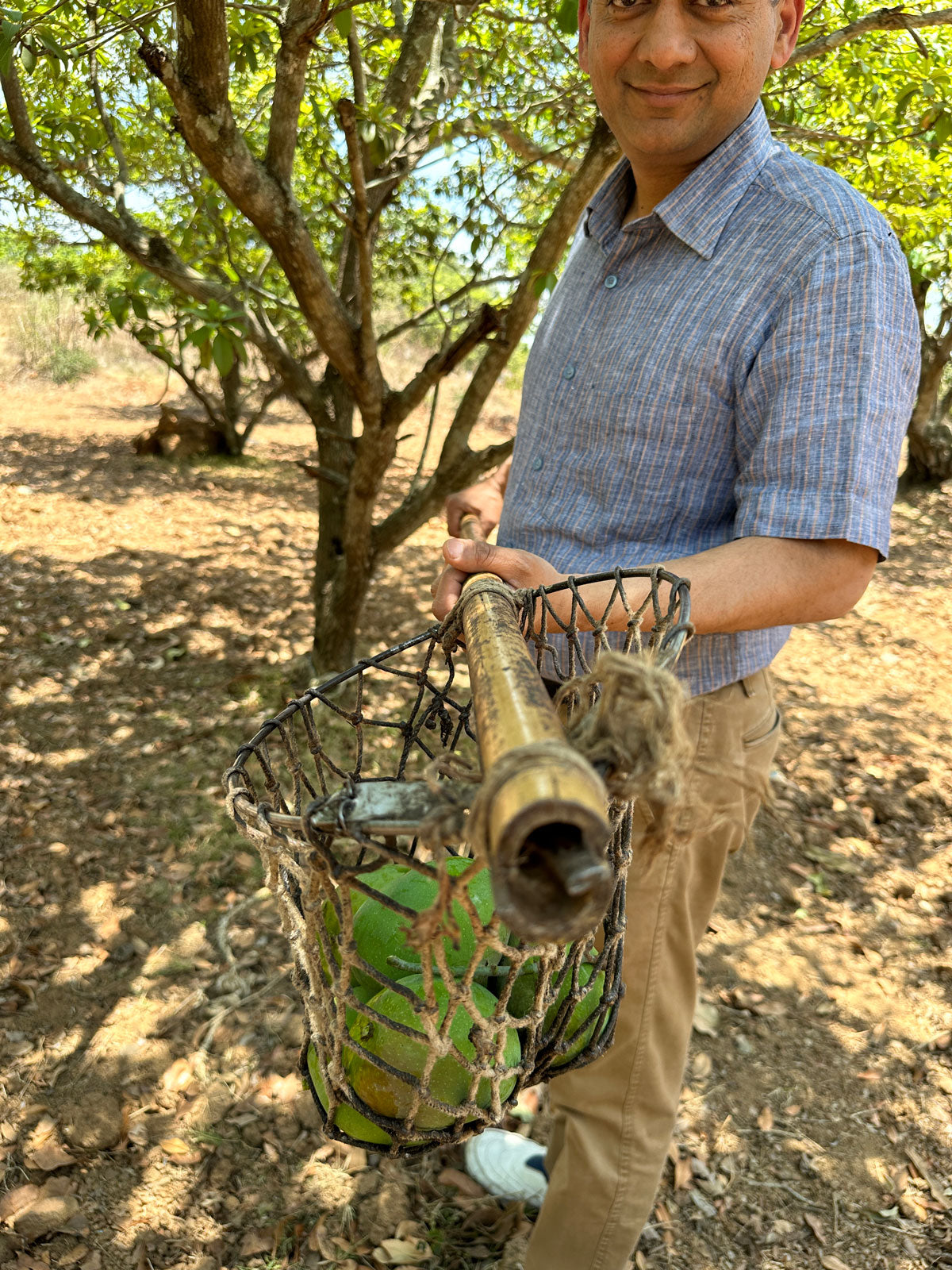 Sandeep showing off his freshly picked alphonso mangoes