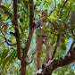 Sandeep climbing an alphonso mango tree