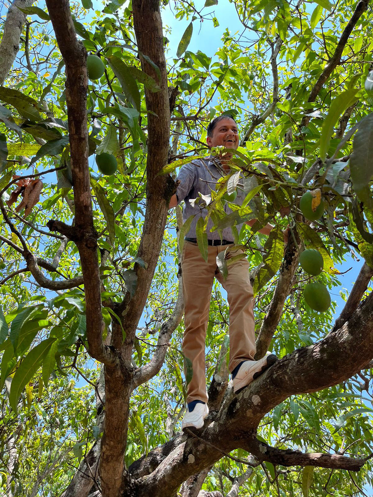 Sandeep climbing an alphonso mango tree