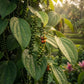 An organic malabar black pepper plant