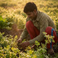 A man crouches in a sunlit coriander farm field, wearing a green-and-brown plaid shirt and red pants while tending crops.