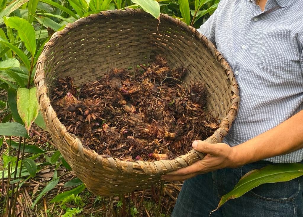 A basket of freshly harvested black cardamom