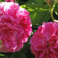 close up of the highly-fragrant Duke of Cambridge roses used to make our gulkand