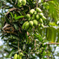 alphonso mango tree