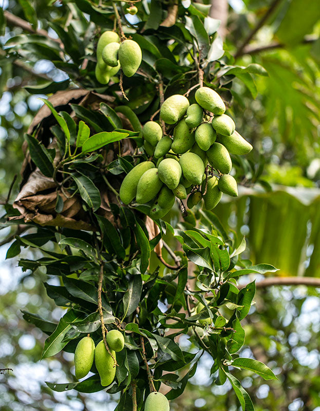 alphonso mango tree