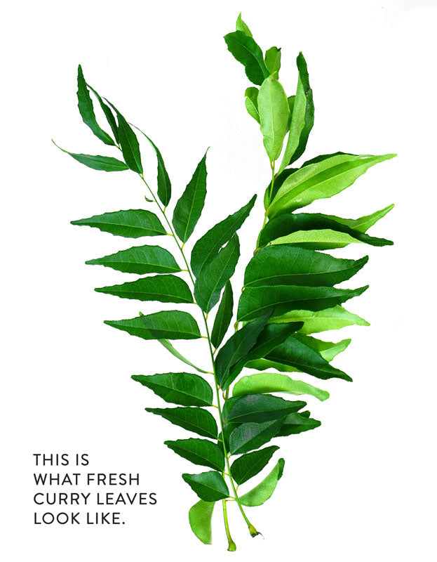 Illustration of what fresh curry leaves look like.