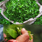 A close up of an open bag of freshly harvested organic darjeeling tea leaves
