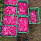 Bushels of freshly plucked Duke of Cambridge roses, which are used to make our organic gulkand.