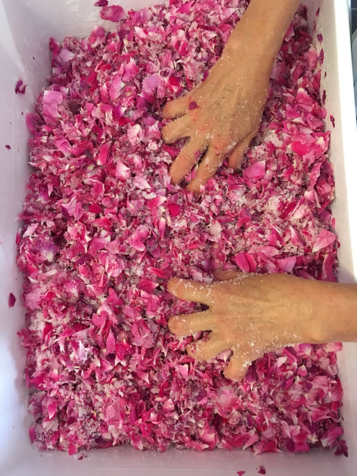 Processing the hand plucked petals from the Duke of Cambridge roses, in the process of making our organic Gulkand.