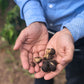 Sandeep holding a few sacha inchi pods in his hands. One is broken open showing the seed inside.