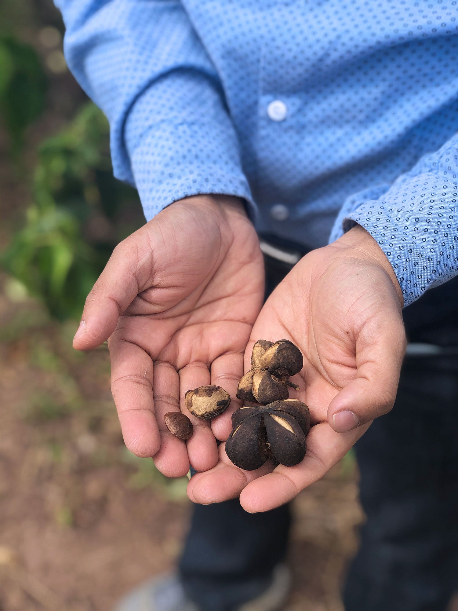 Sandeep holding a few sacha inchi pods in his hands. One is broken open showing the seed inside.