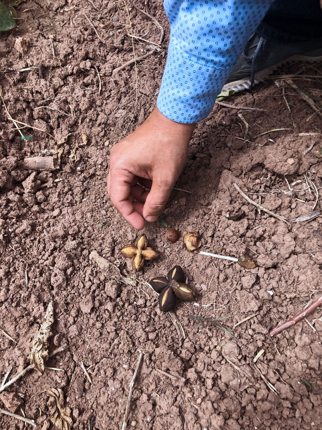 Sandeep pointing to organic inca peanut seeds in the soil