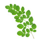 Moringa leaf