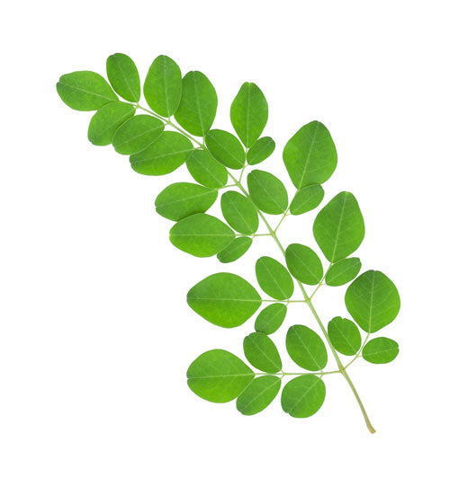 Moringa leaf