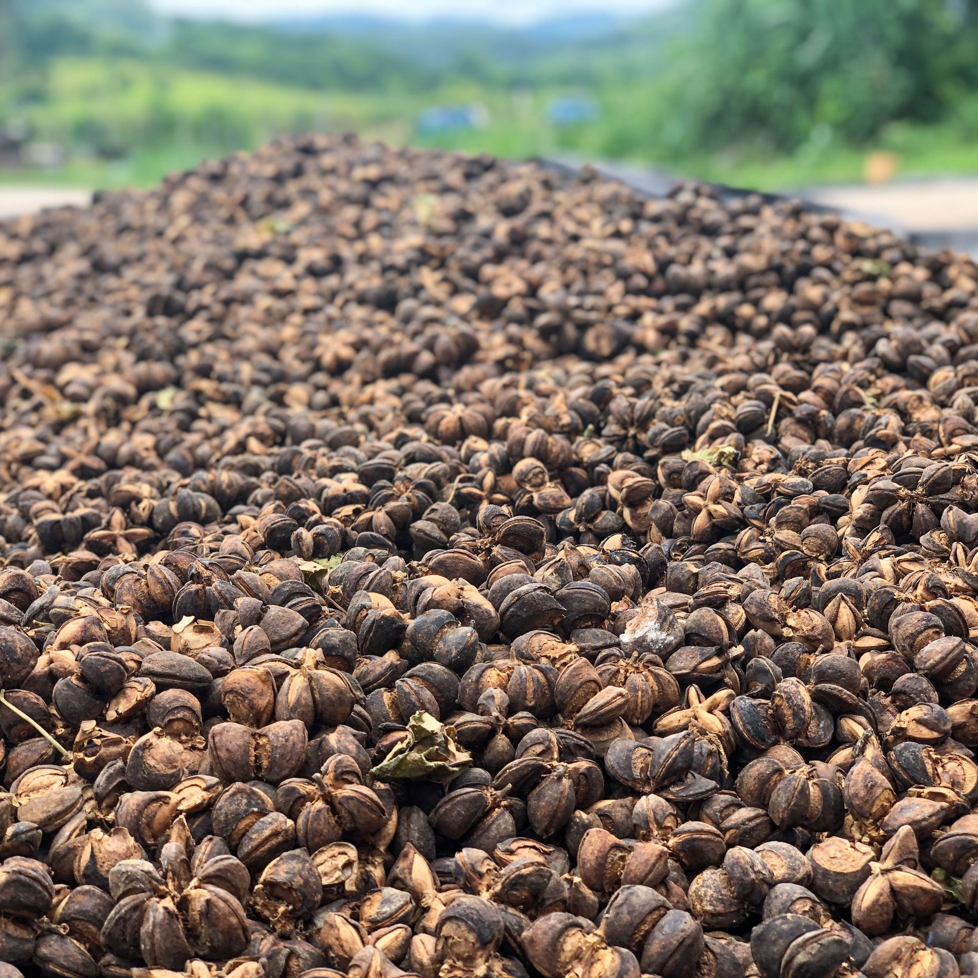 A large pile of freshly harvested organic sacha inchi seed pods, also known as Inca Peanuts.
