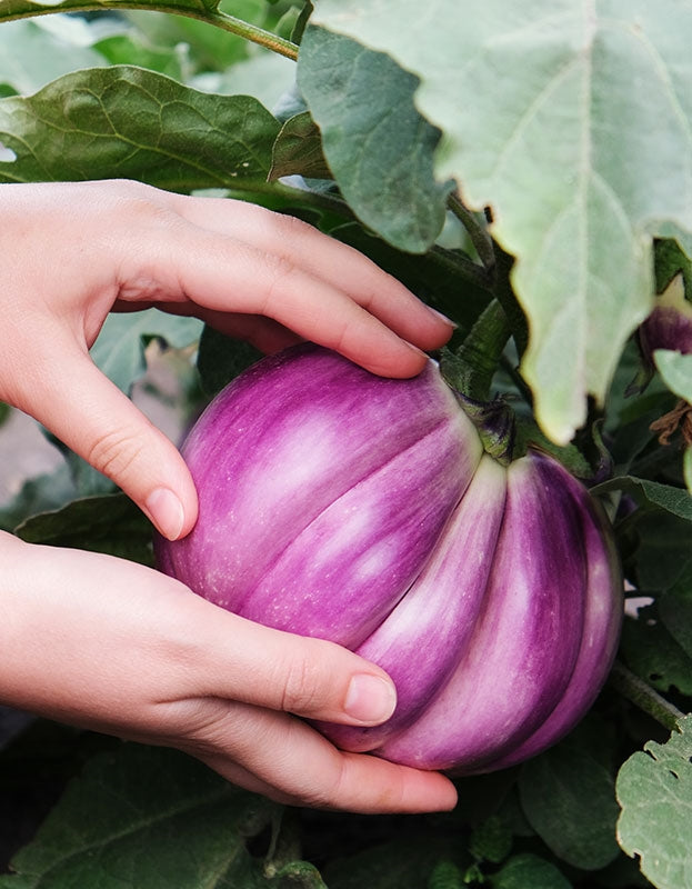egg plant seeds Organic Rosa Bianca Eggplant Seeds