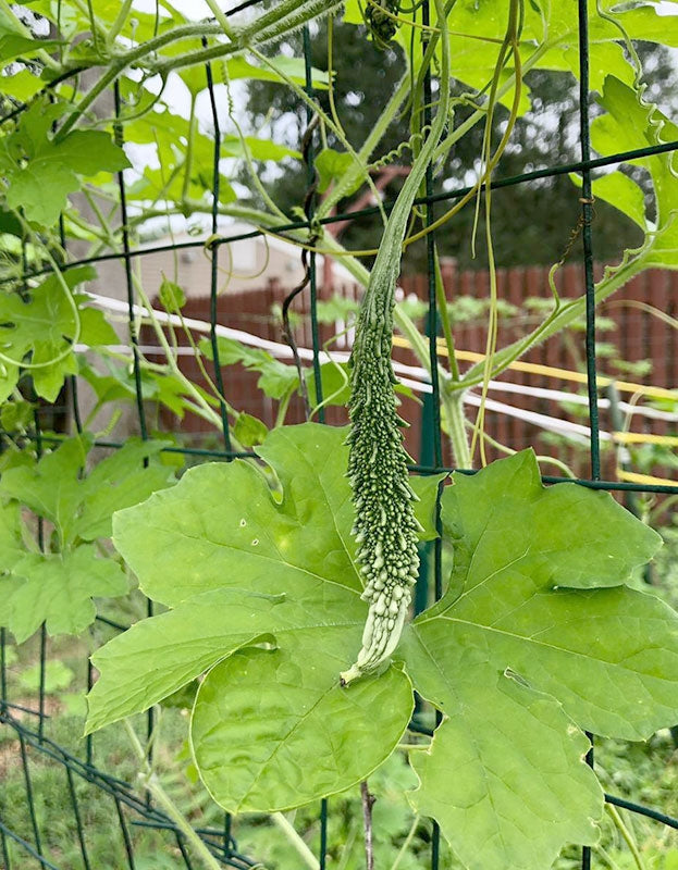 karela plant seeds Bitter Gourd (Bitter Melon/Karela) Heirloom Seeds for Planting