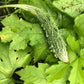 Bitter Gourd (Bitter Melon/Karela) Heirloom Seeds for Planting