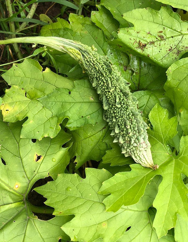 karela plant from seed Bitter Gourd (Bitter Melon/Karela) Heirloom Seeds for Planting