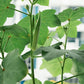 Organic Clemson Spineless Okra Seeds