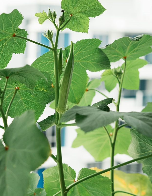 Organic Clemson Spineless Okra Seeds