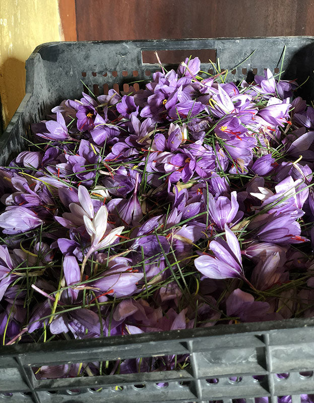 A bushel of freshly harvest la mancha Spanish saffron crocuses