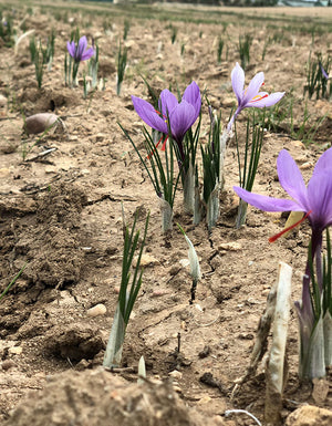 La Mancha Spanish Saffron crocuses growing in a field