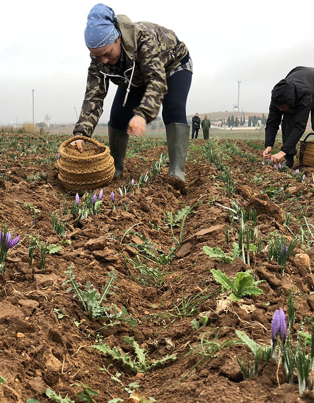 Woman harvesting fresh la Mancha spanish saffron in a field