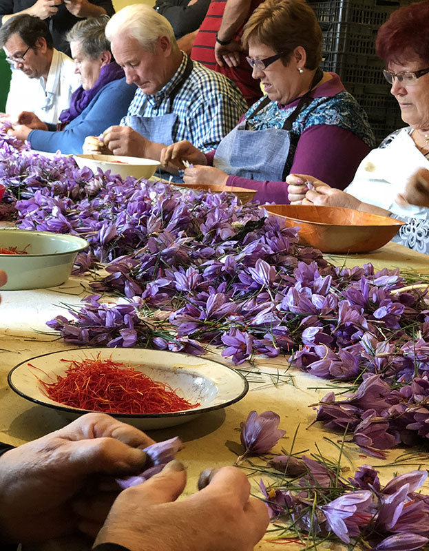 Freshly harvested la mancha Spanish saffron crocuses getting their threads removed by hand at a long table filled with workers and volunteers