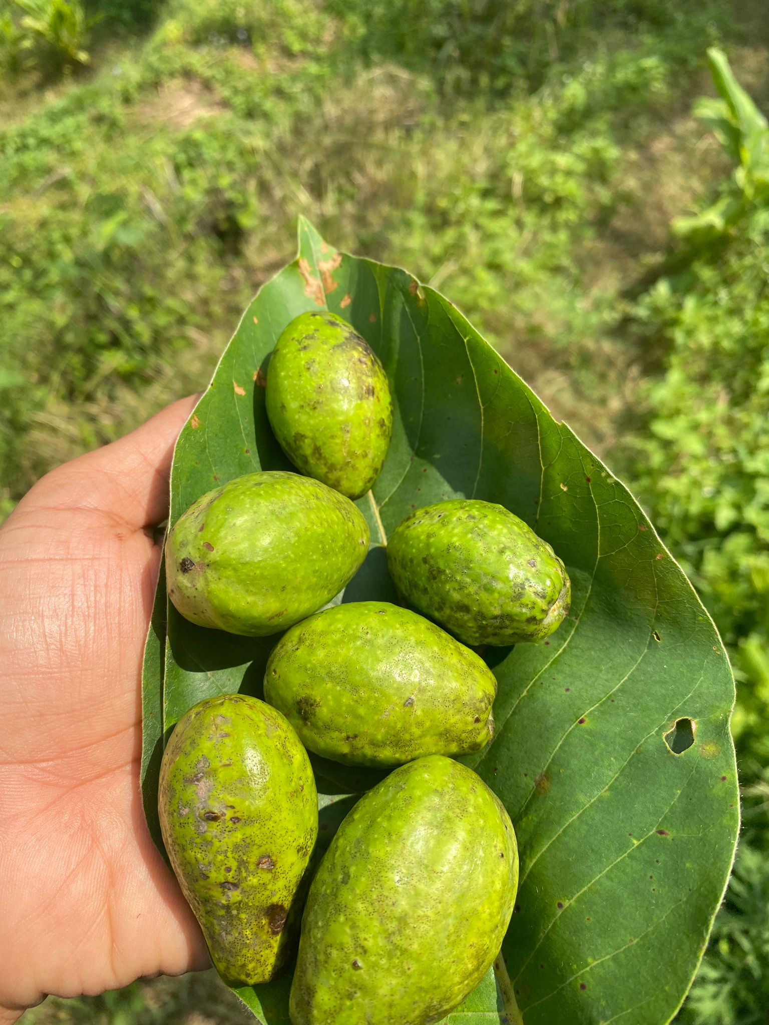 A close up of a hand holding a freshly picked cluster of Myrobalan fruit.