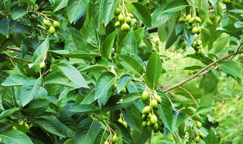 Close up of clusters of Myrobalan fruit growing on the tree.